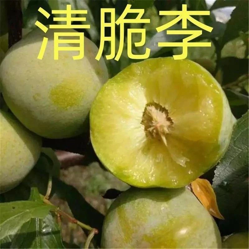 四川正宗嫁接青脆李脱骨李脆甜农家空心土文玩无花果扦插枝条