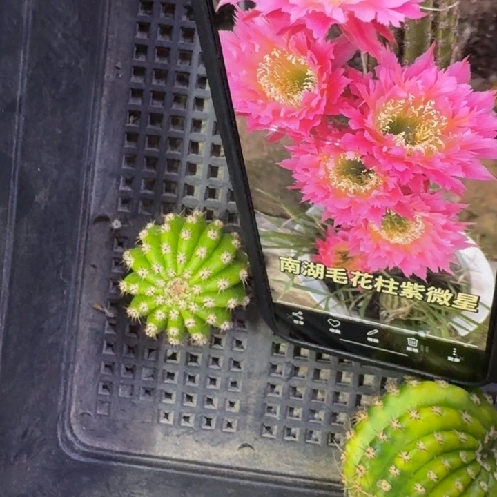 21毛紫薇星歪4公分左右无根侧牙，20包邮