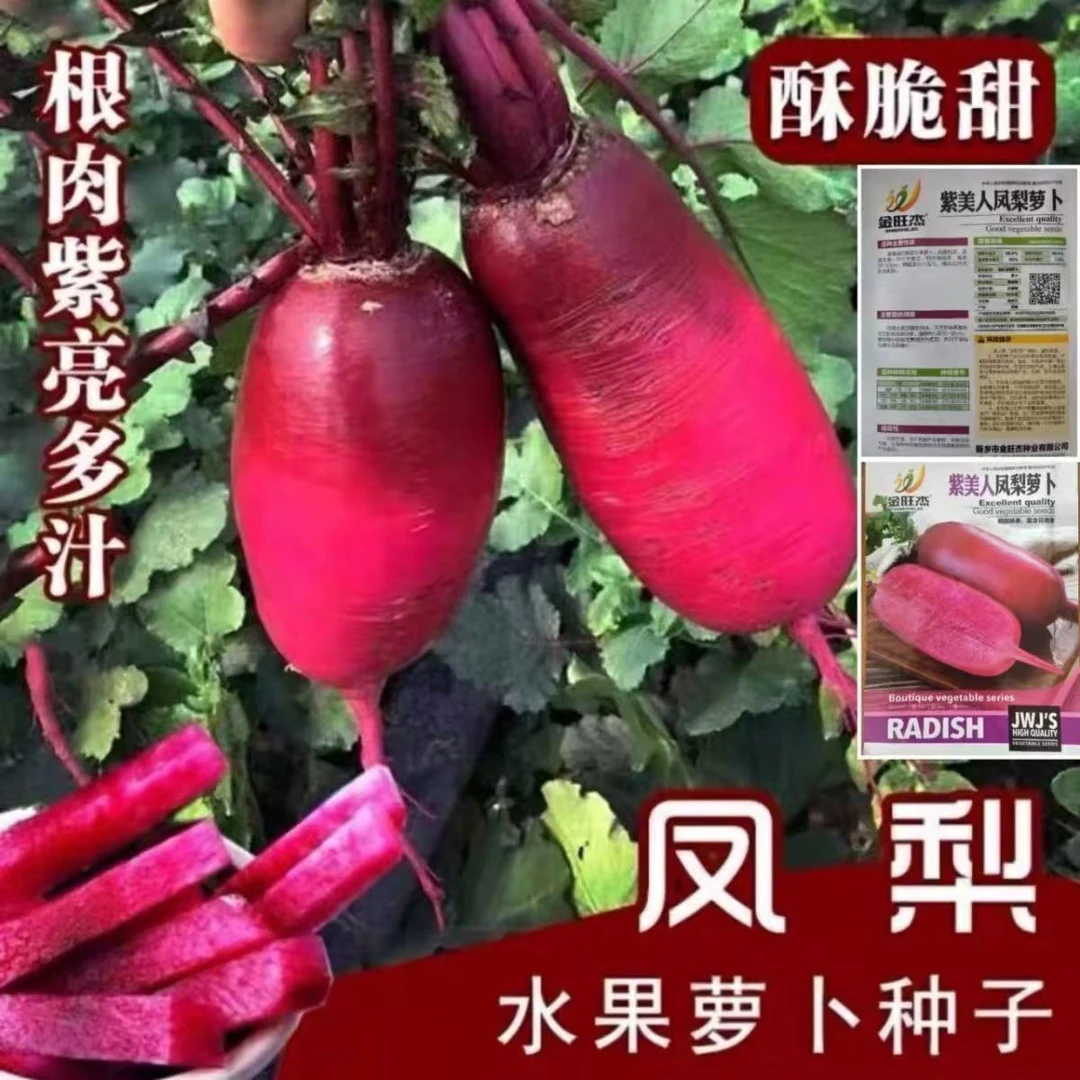 凤梨水果萝卜种子生吃紫美人萝卜胭脂萝卜籽夏季四季蔬菜种子大全