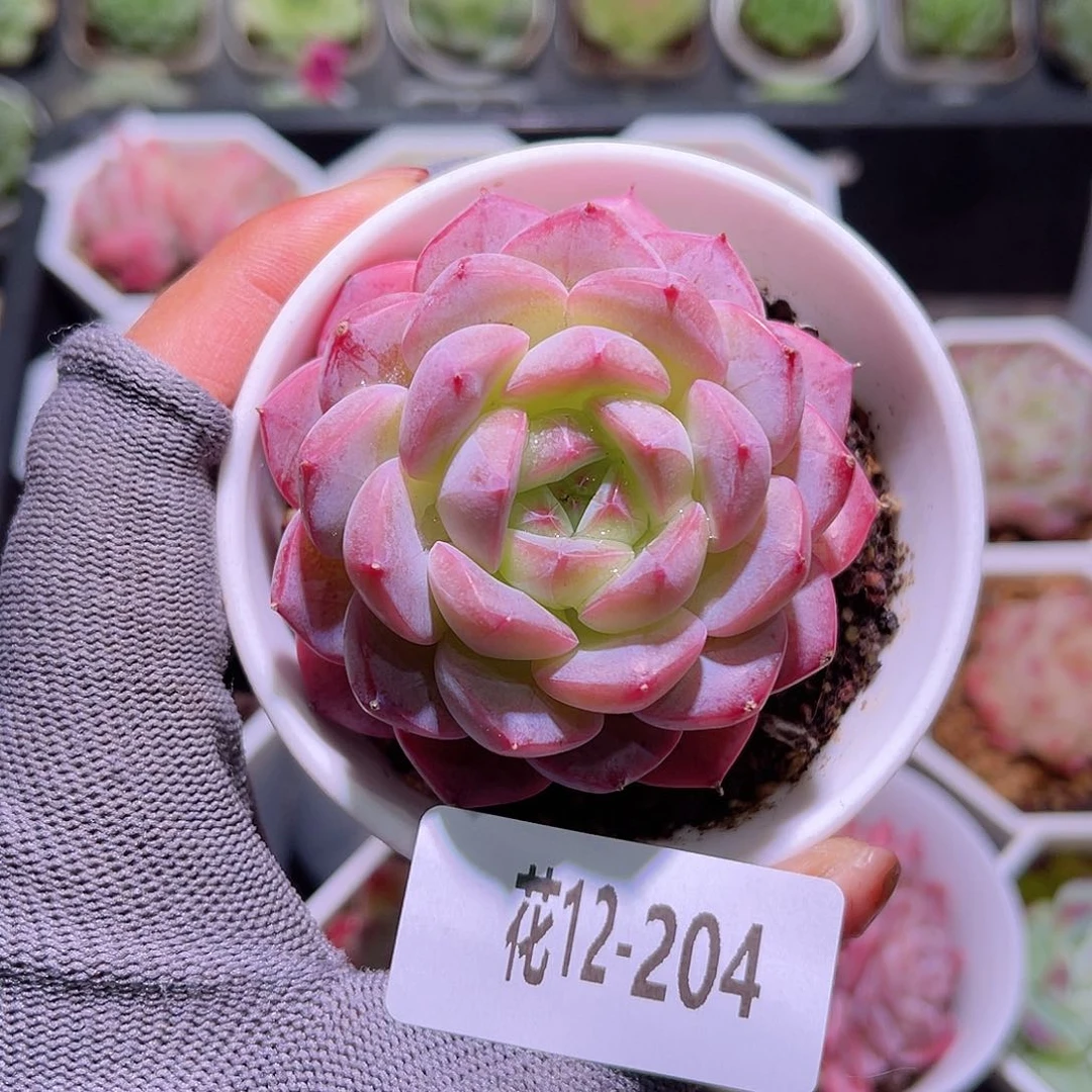 花12-204白桃汽水