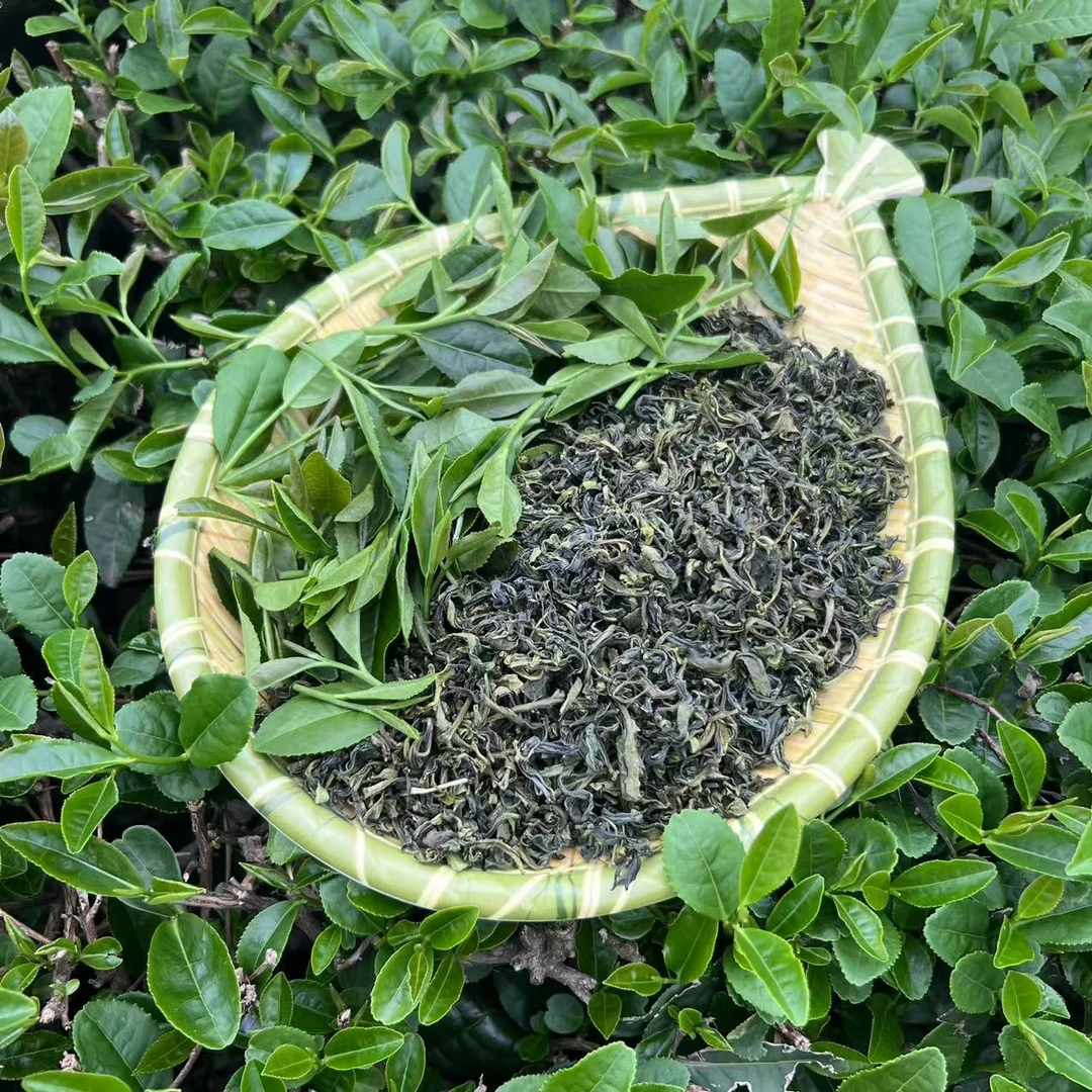 {新春福利}日照绿茶 秋茶 浓香耐泡 味道足 老茶客的口粮茶