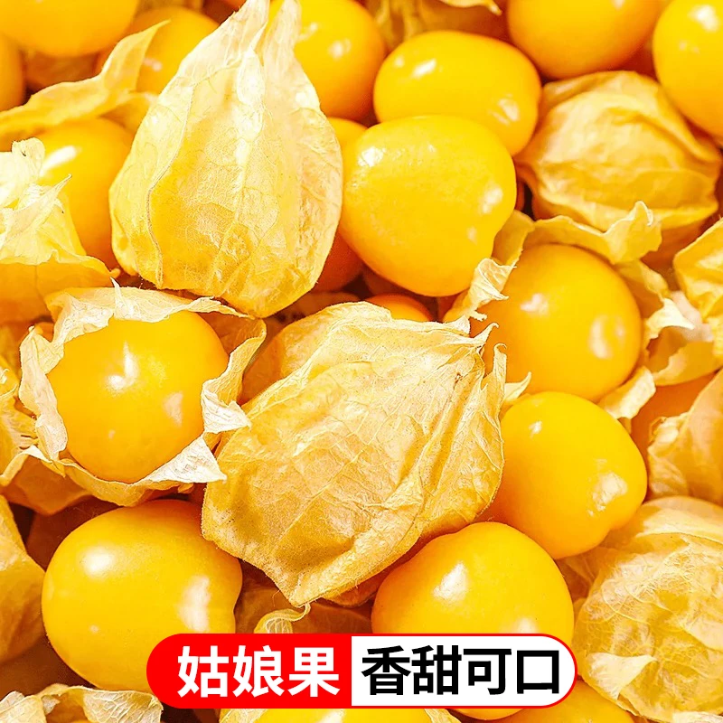 东北姑娘果灯笼果新鲜采摘香甜多汁产地直发TY