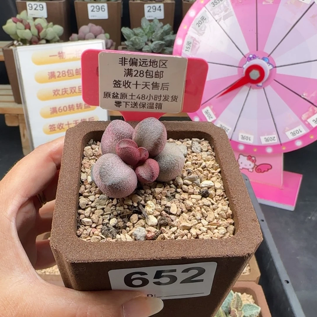 652粉红哈密瓜多肉植物