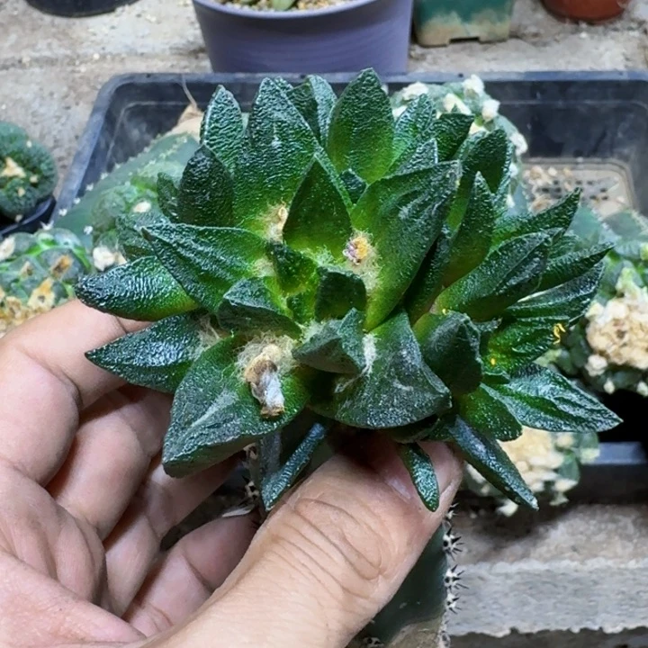 L****⁸福利苗接大尤龙角507