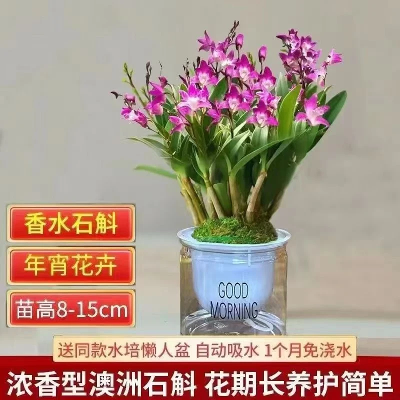 澳洲香水石斛兰带花苞四季可养绿植水培盆栽办公室内年宵花卉好养