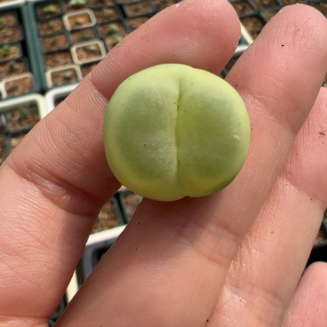 912/。 捡漏场。