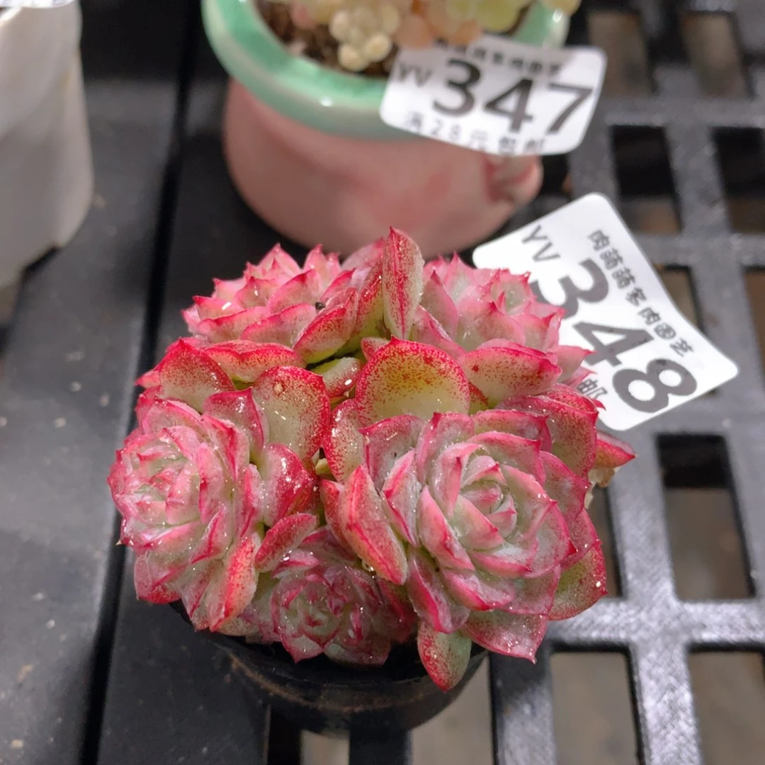 肉萌萌拇指盆精控多肉YV348