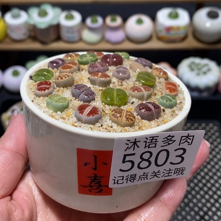 带盆土植物 一物一拍5803