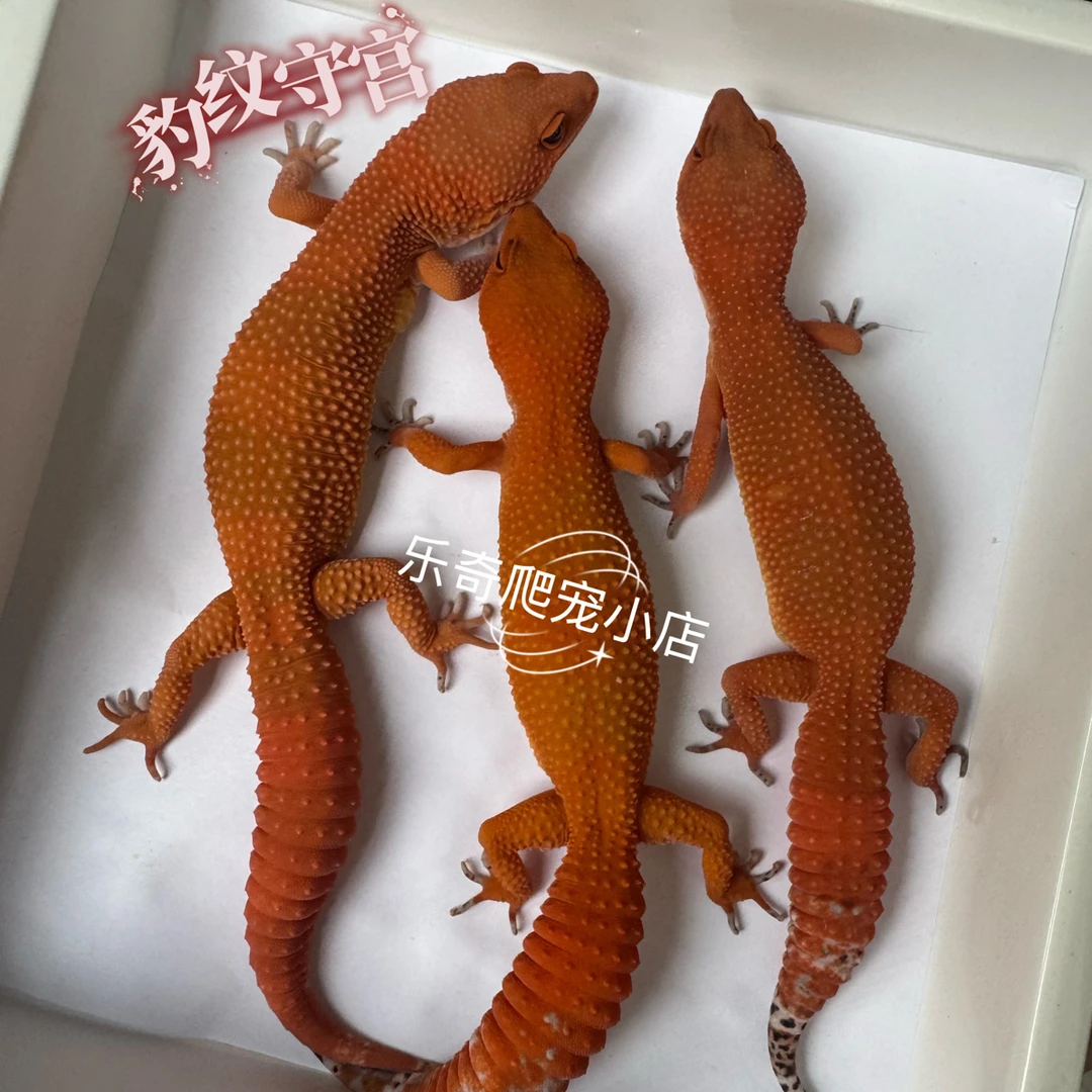 新手易养温柔可爱可上手的豹纹守宫蜥蜴宠物