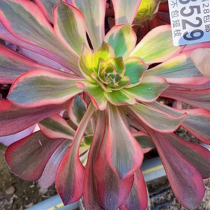 无毒锦多肉植物法师3529