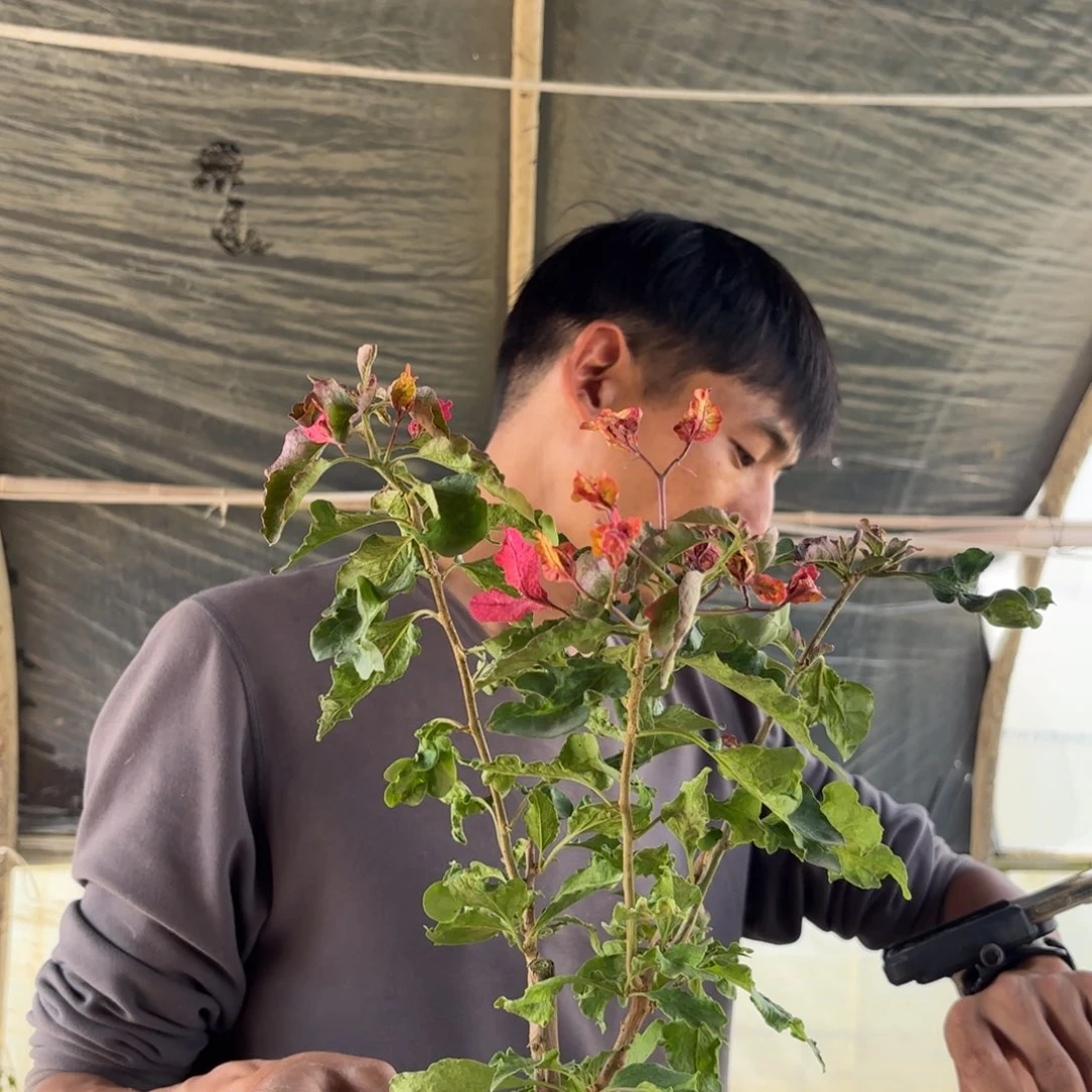 全部花苞（画报蝶）三角梅会落花落叶苗有大有小