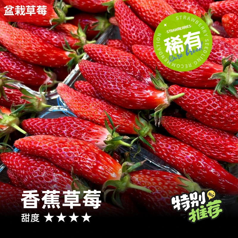 【15天内发】香蕉挂果草莓盆栽带盆带土对版