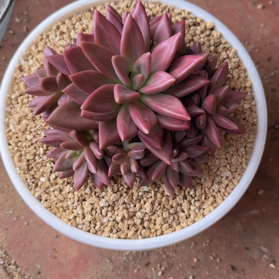 赫飞虞美人多肉植物多肉