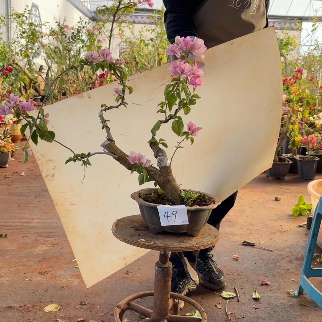 大部分开放少量花苞末代皇帝 49脱