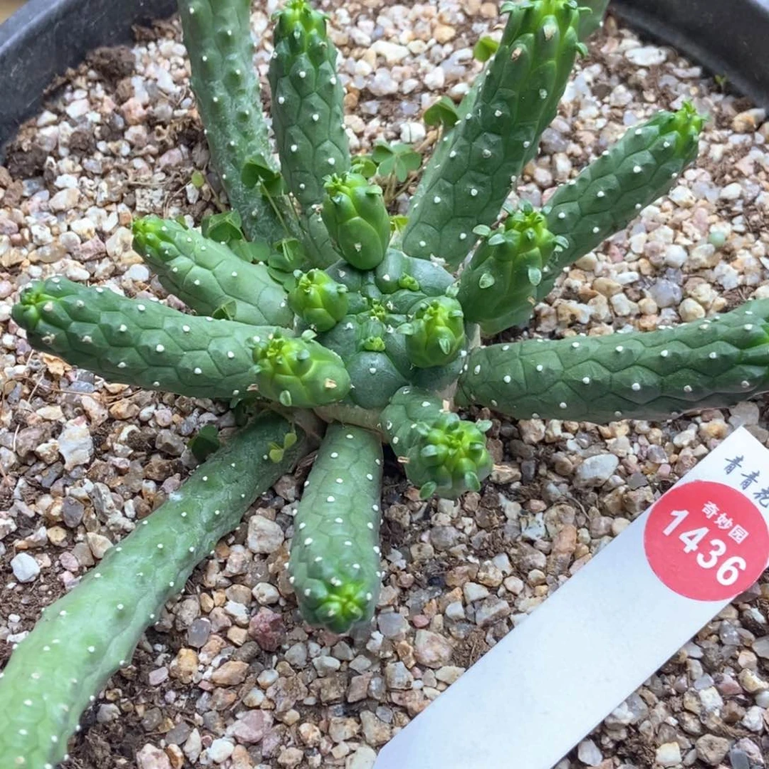 依**旧九头龙实生一棵