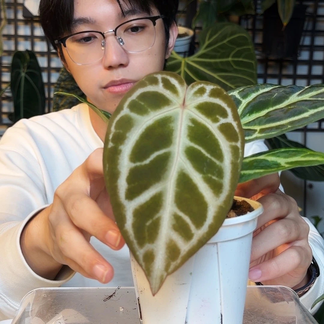 完全开放C54粉柠檬杂流星雨