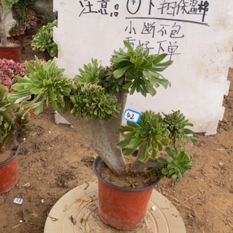 原始绿缀一物一拍