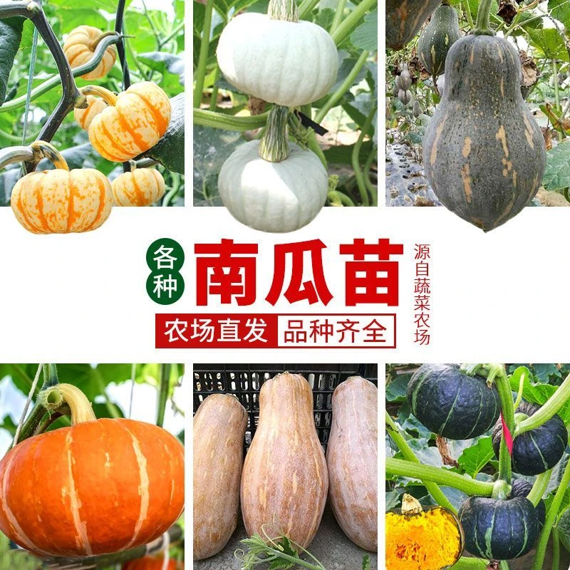 南瓜苗秧小南瓜红黄绿贝贝南瓜幼苗板栗南瓜香甜贝贝高产地栽带土