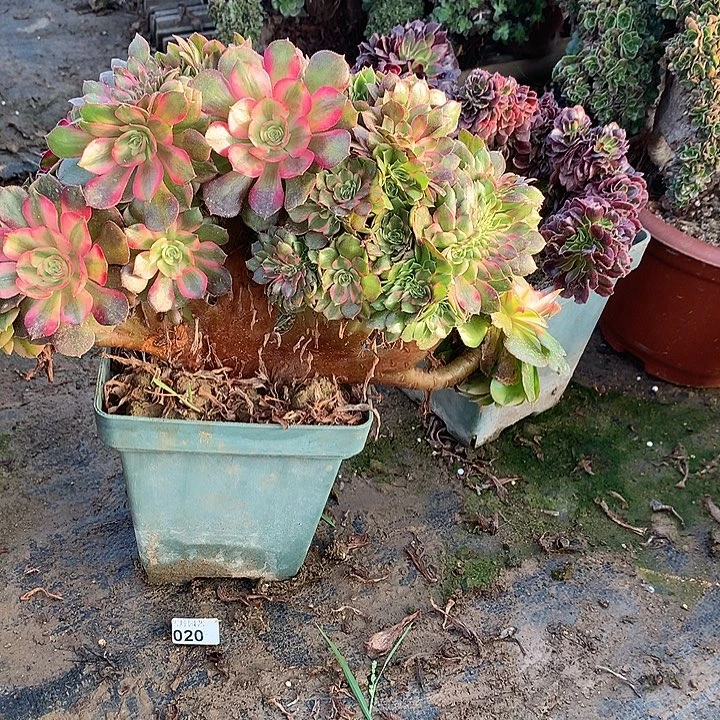 荔枝缀化一颗缀化