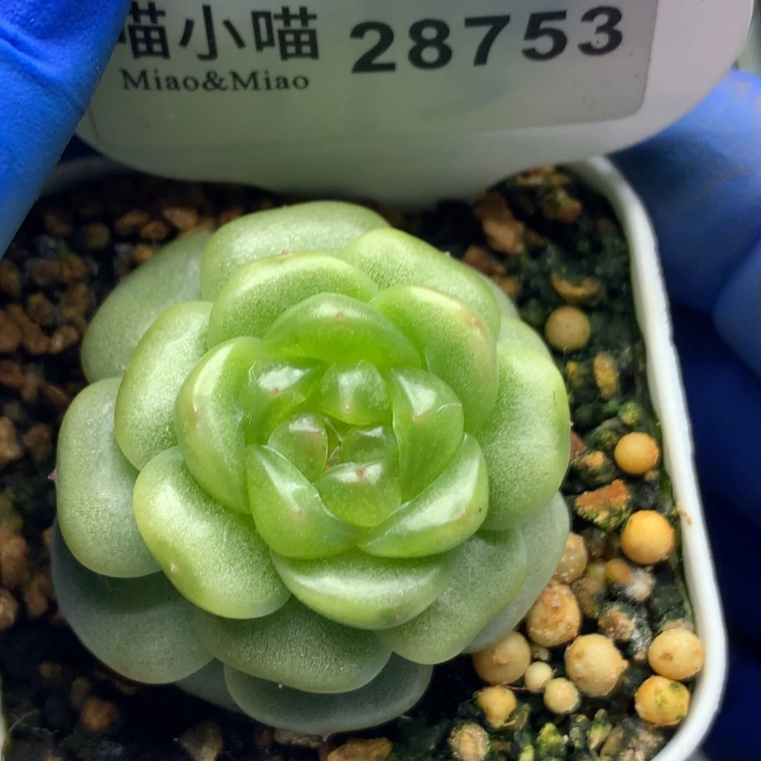 多肉植物杂交珍妮