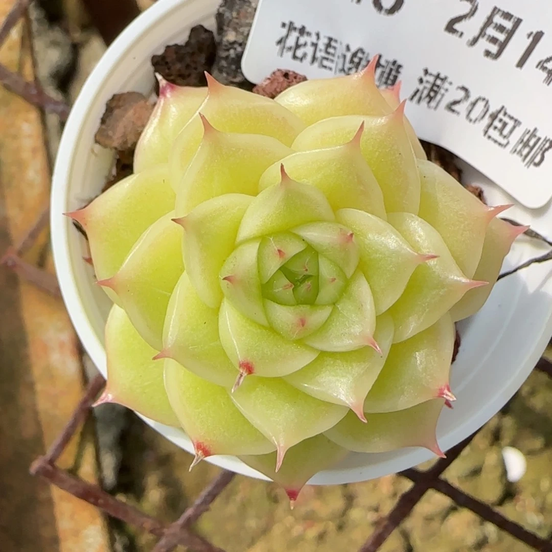 花语逸镜0214-148