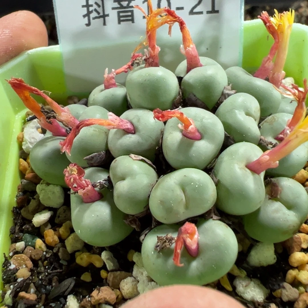 爱***倩10-21肉锥多肉植物