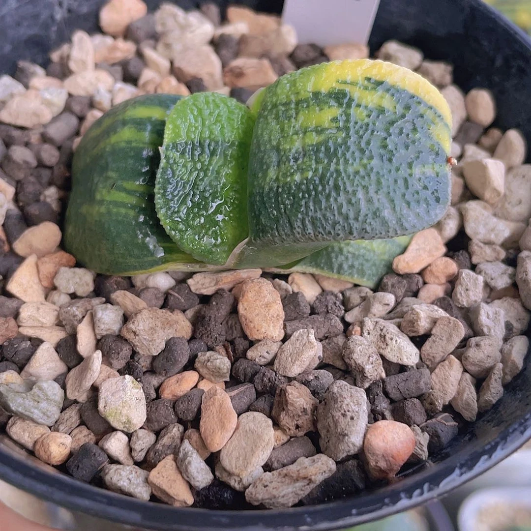 639脱土发货1111111