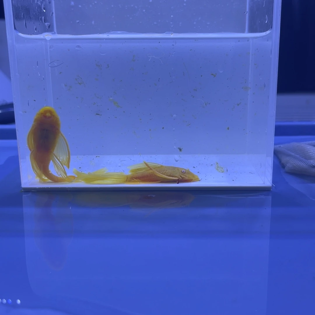 孔雀鱼大帆一对开箱视频报损
