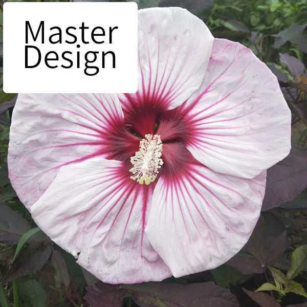 【品牌精选】 大花芙蓉葵扎染多年生宿根花卉植物花期长大花秋葵