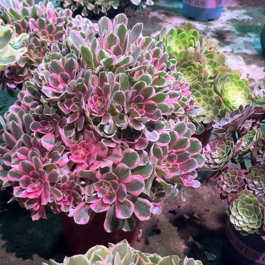 多肉植物男神000291