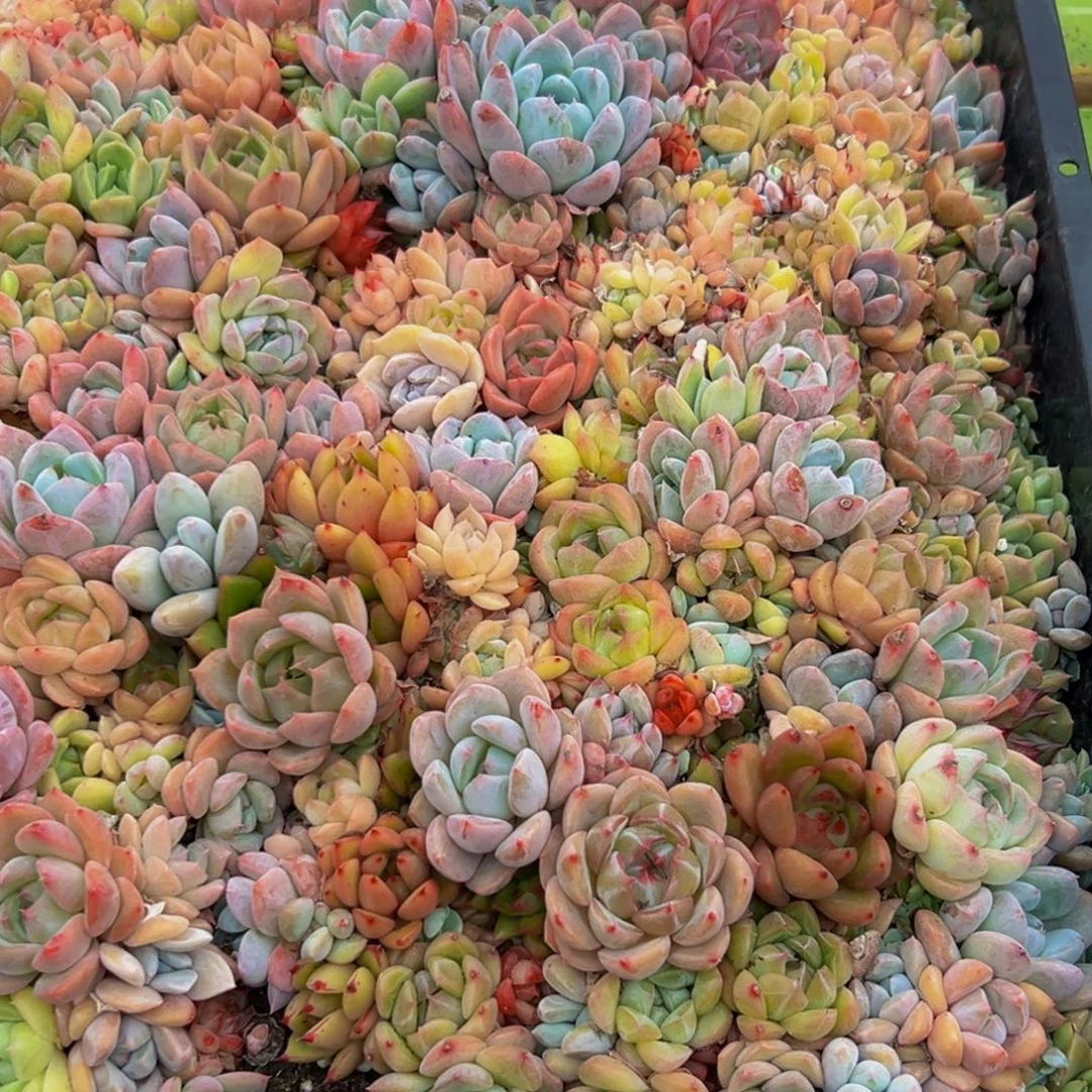 463多肉的我也想吃了我