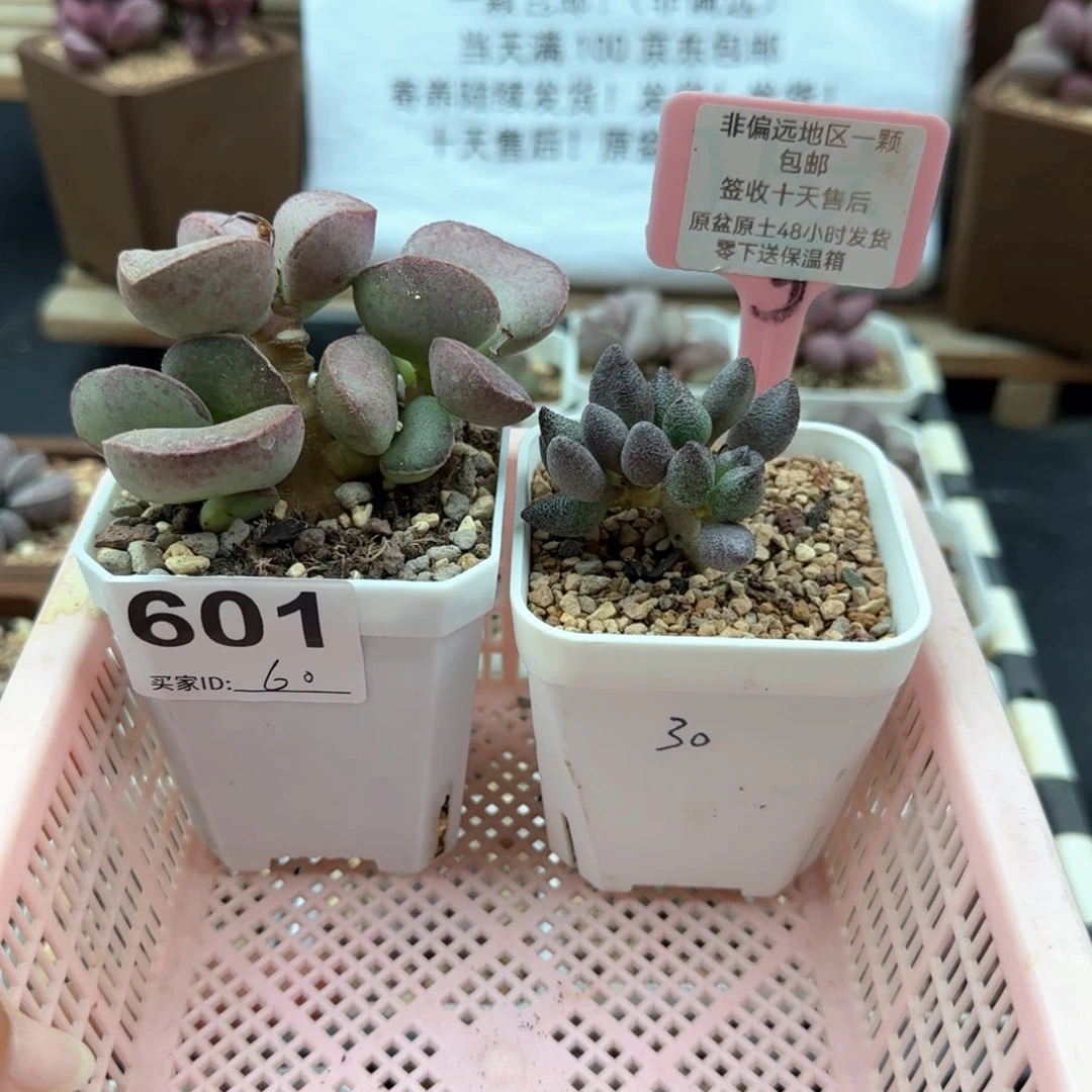 莹****球601碧海小红嘴补差多肉植物