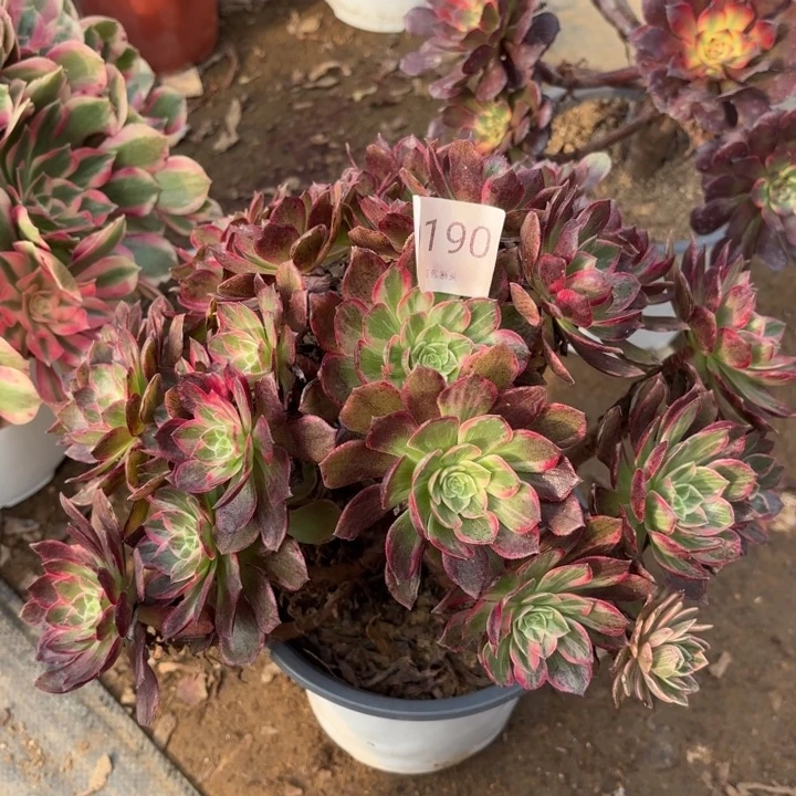 万花筒多肉处理不包断头0190