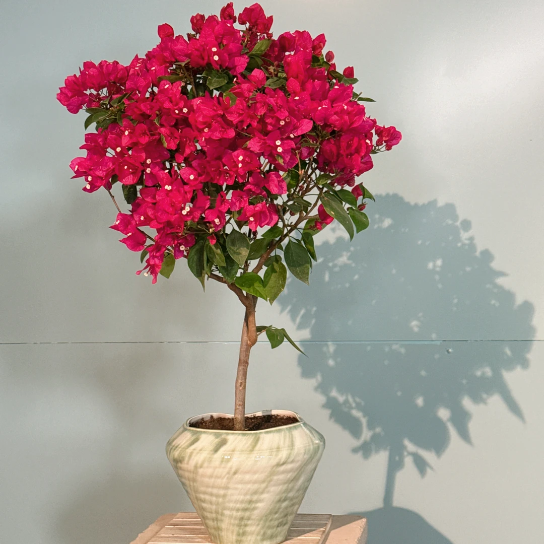 【艺景园花花公子专用】棒棒糖枣红蓝月亮盆景造型老桩好养勤花