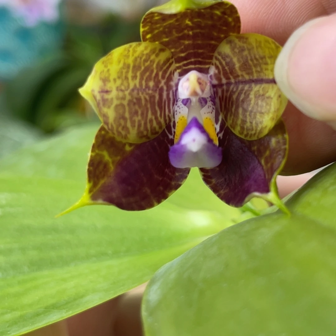 完全开放弥陀713-福利-1370