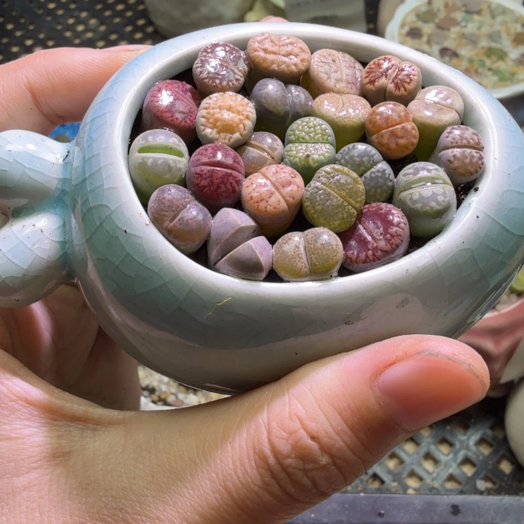 多肉植物开播福利冲冲冲528