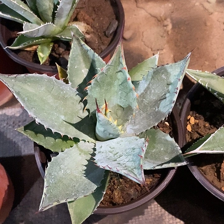 潮流植物虚空为菲尔德