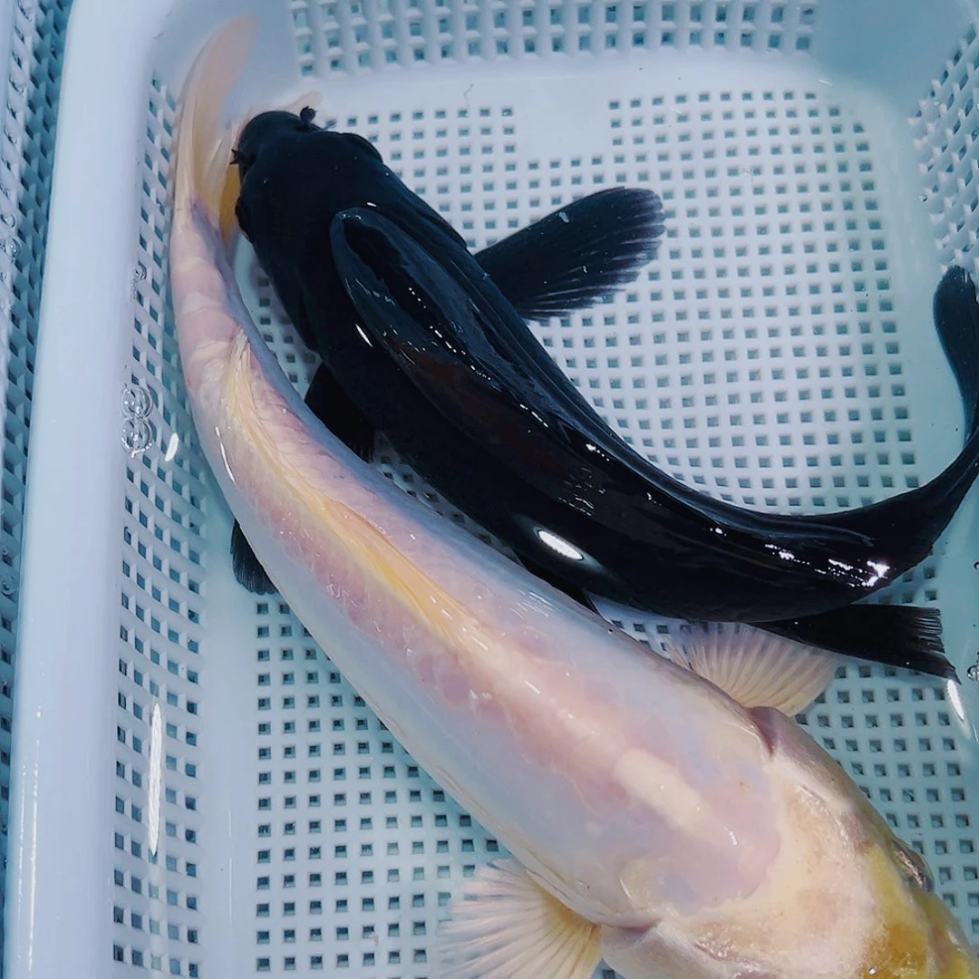 锦鲤锦鲤冷水观赏鱼