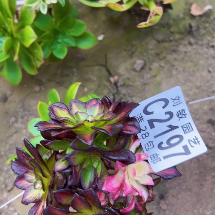 7*22197多肉植物法师法师