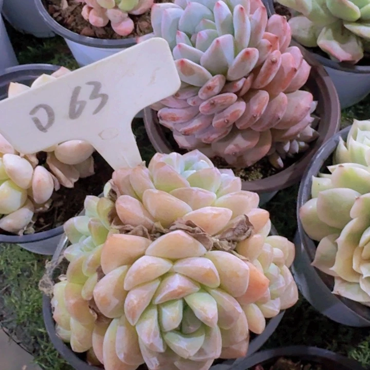 健健康康平平安安