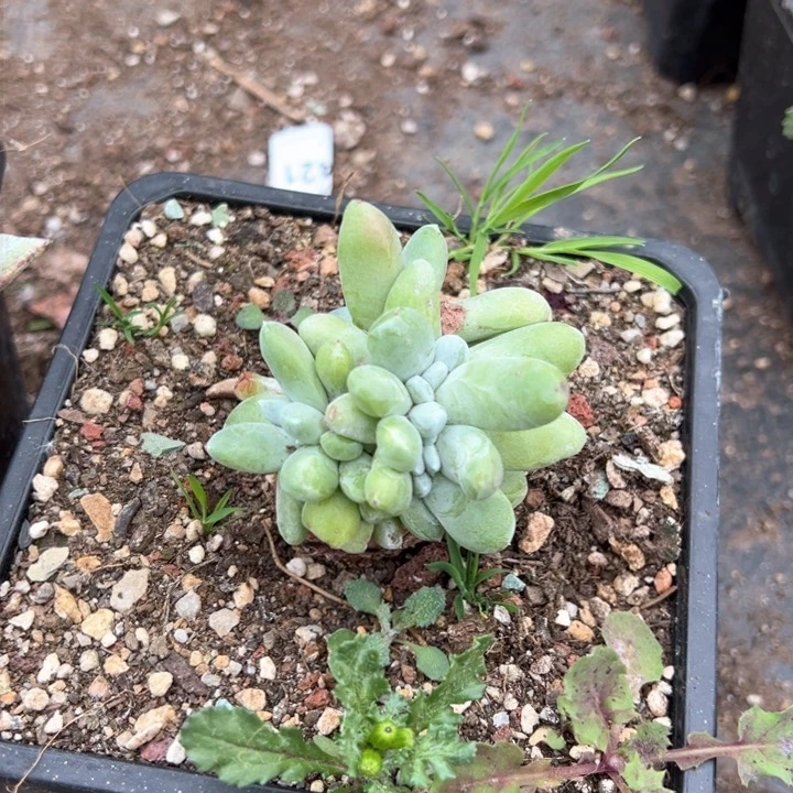 780拇指缀哈哈哈哈哈哈哈