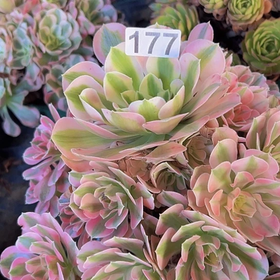 u***莉多肉植物一个女巫