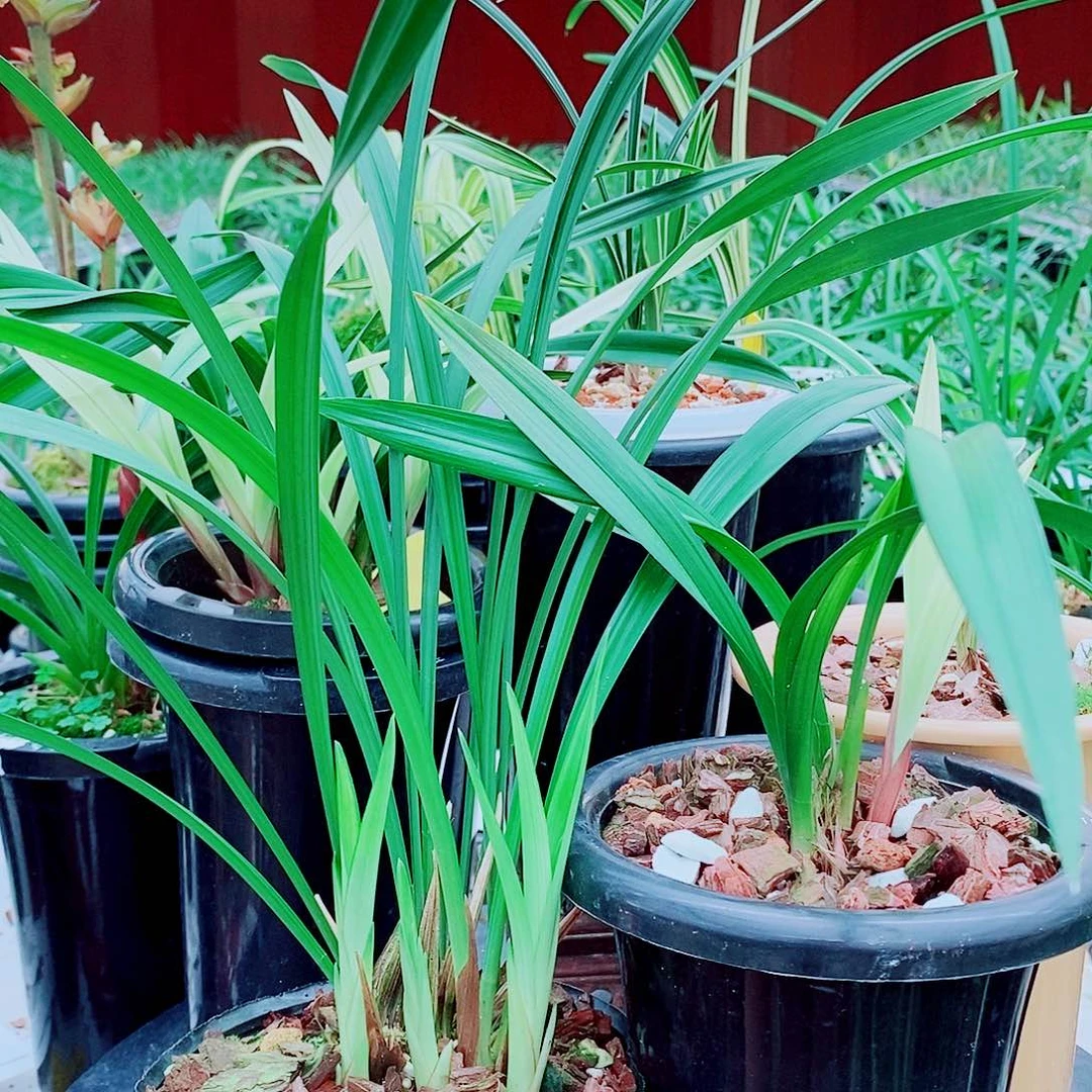 完全开放一物一拍