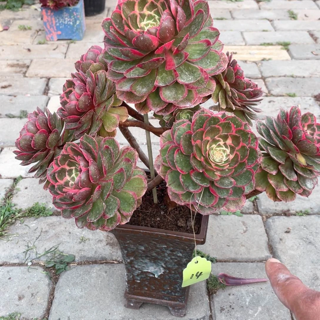 粉花妖老桩妖桩手捧14