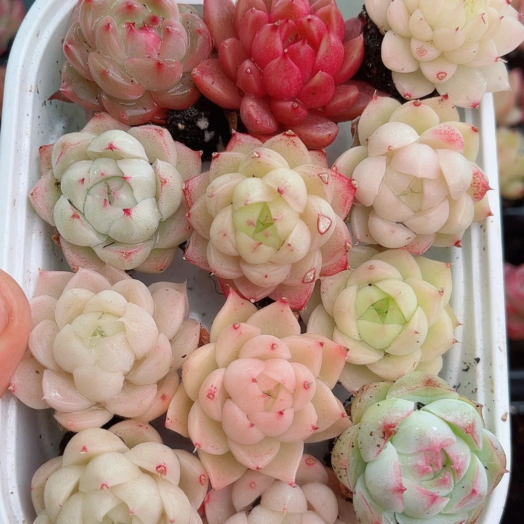 1-217 新疆西藏内蒙不发12.8包邮2-3公分多肉