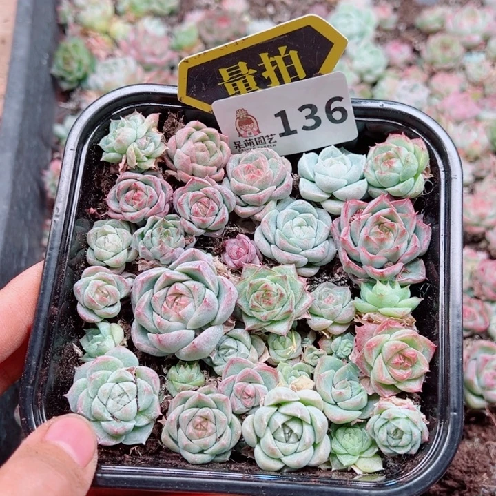 多肉植物多肉植物