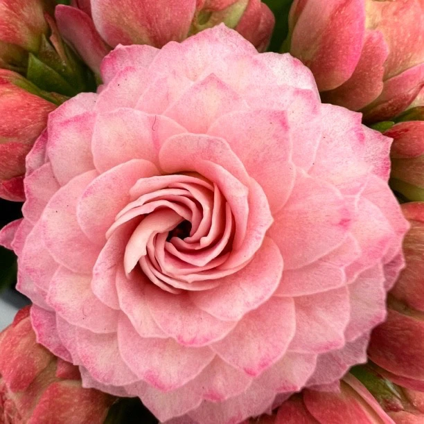 长寿花园～【闭月】超大花 130盆 稀有品种