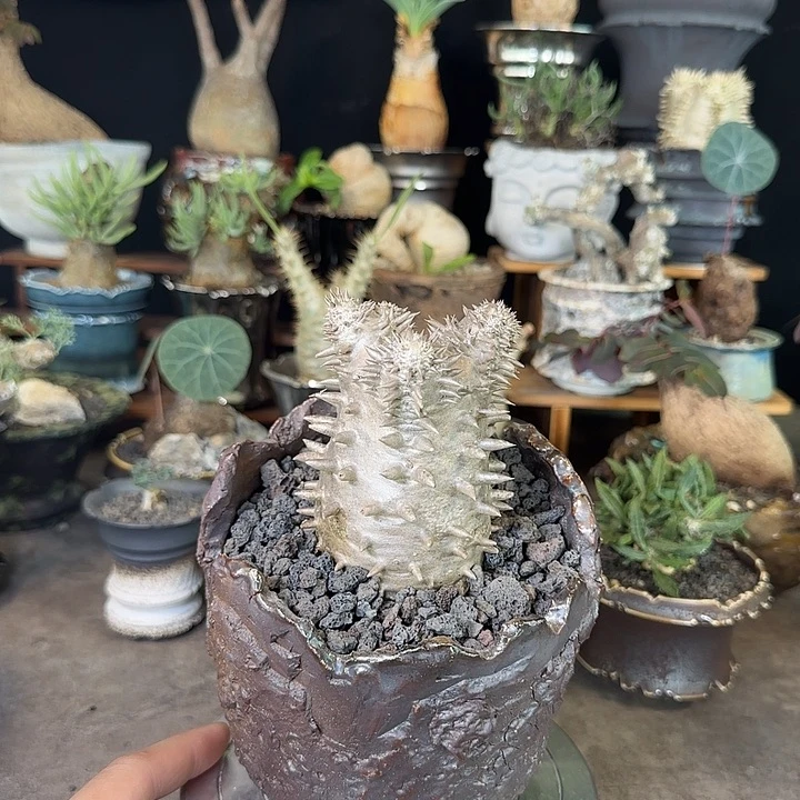 一物一拍惠比大黑268