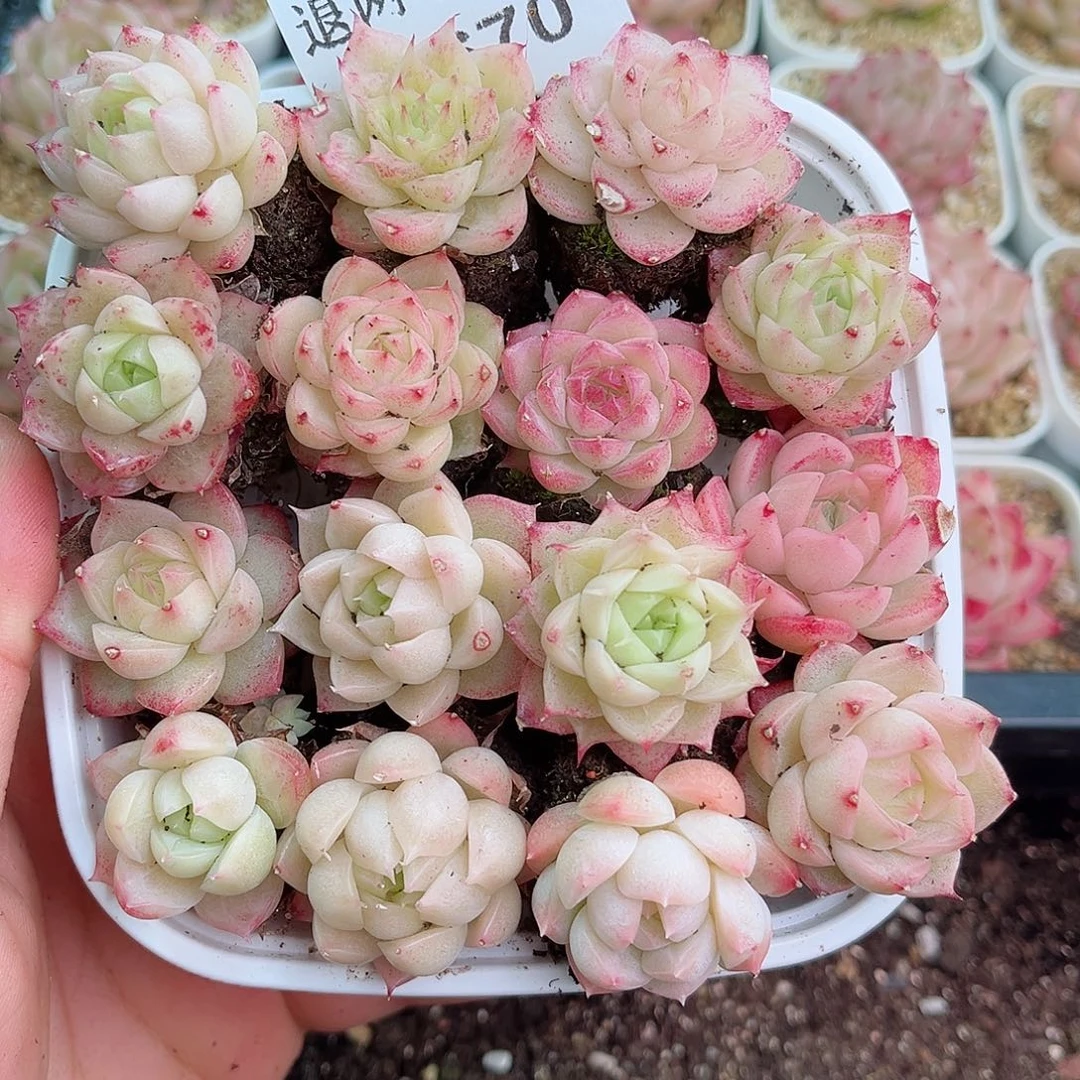 1-670 新疆西藏内蒙不发12.8包邮2-3公分多肉
