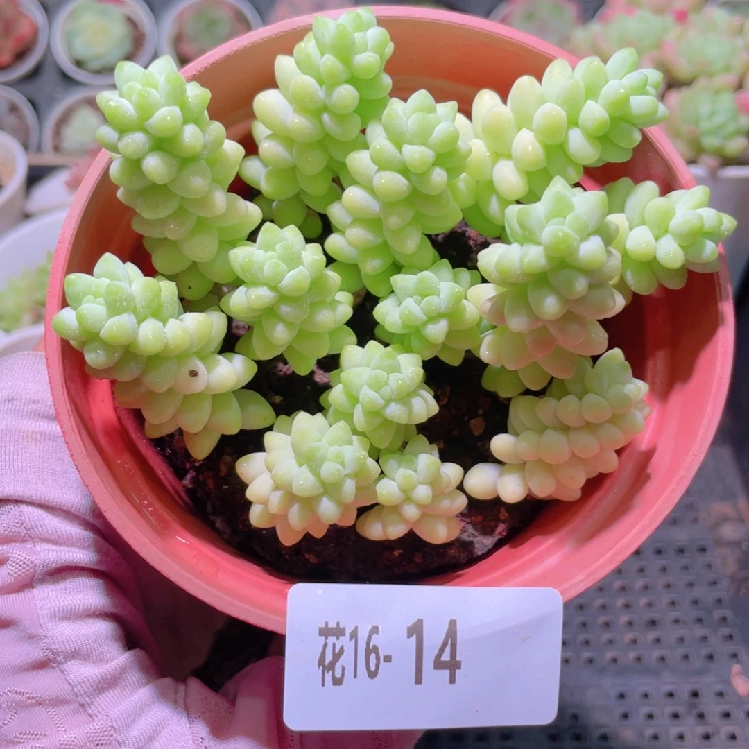 花利美16-14玉坠群